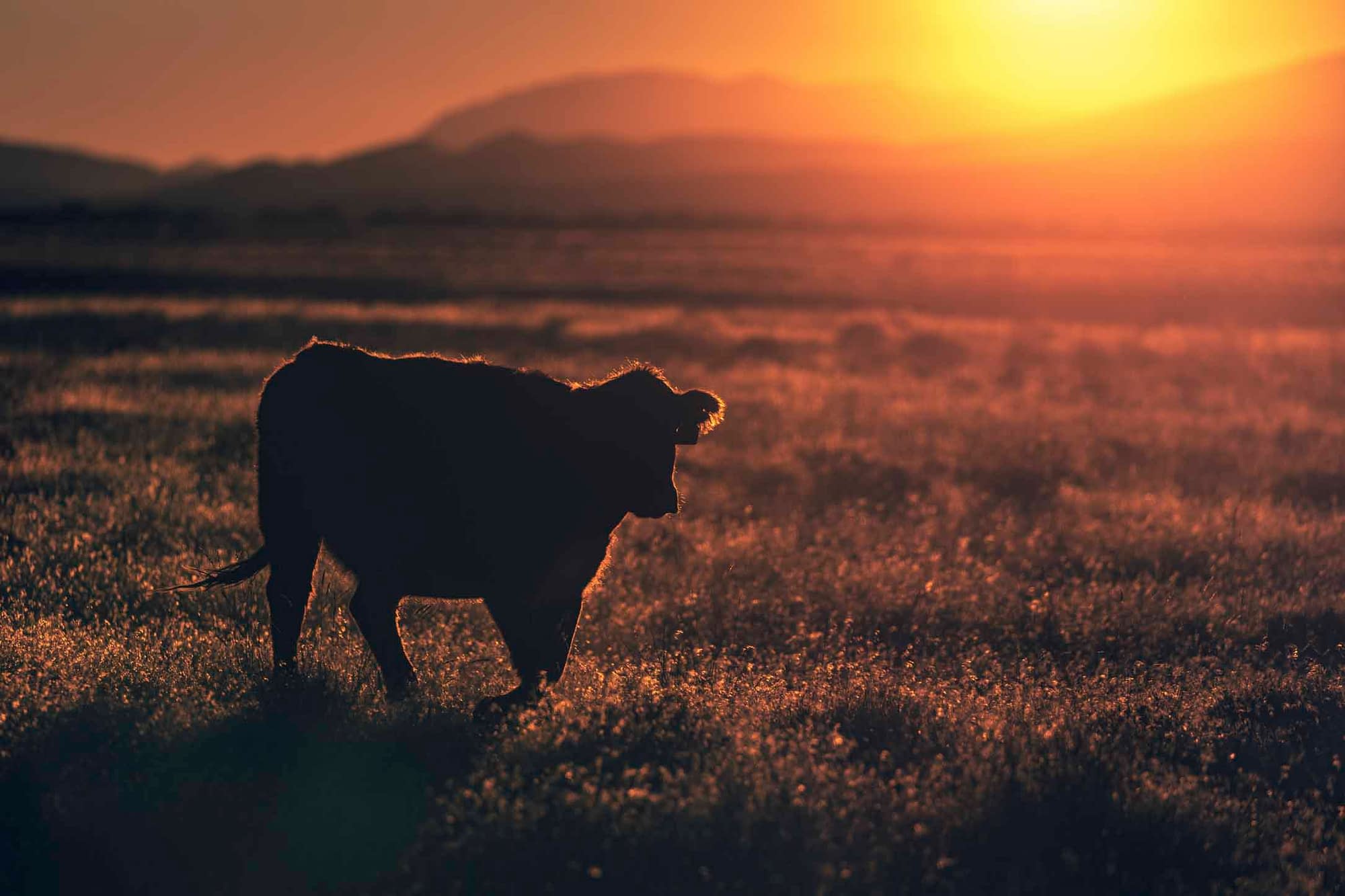 cow at sunset