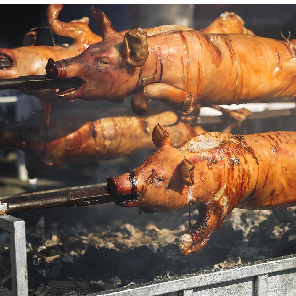 Whole roasted pigs on spit above smoking barbecue, selective focus